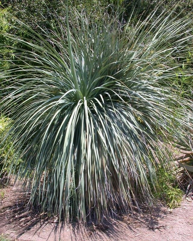 Nolina Species, Sonoran Tree Bear Grass, Tuya