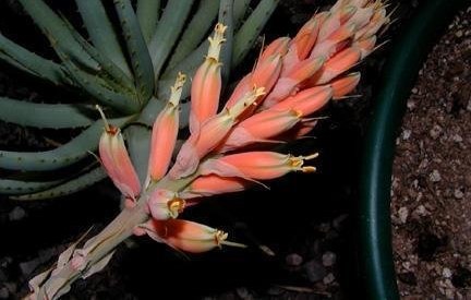 Aloe pachygaster