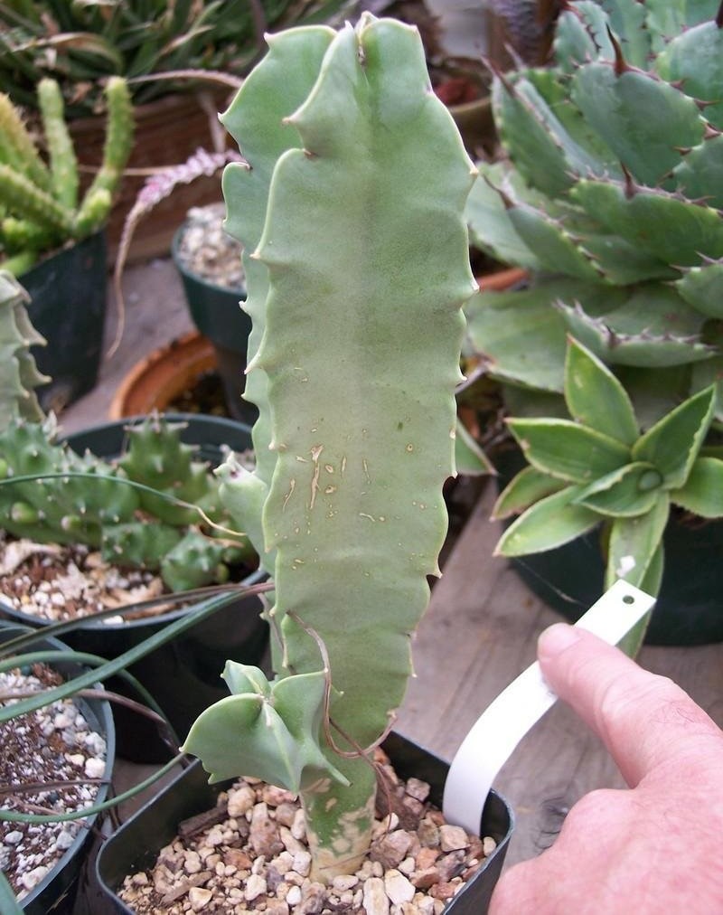 Ceropegia Species