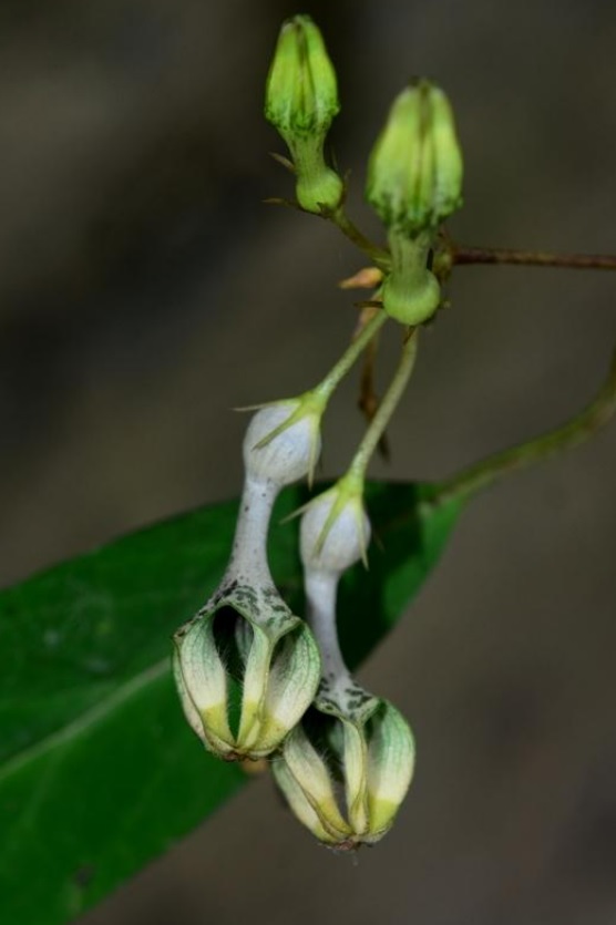 Ceropegia longifoliata