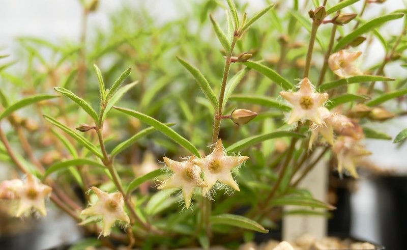 Ceropegia meyerana