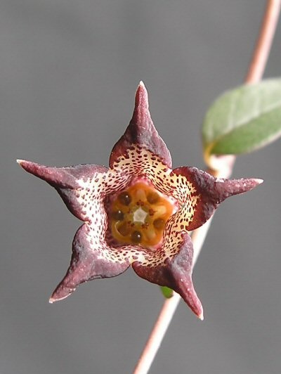 Ceropegia ngomense