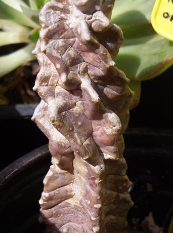 Ceropegia burchardii