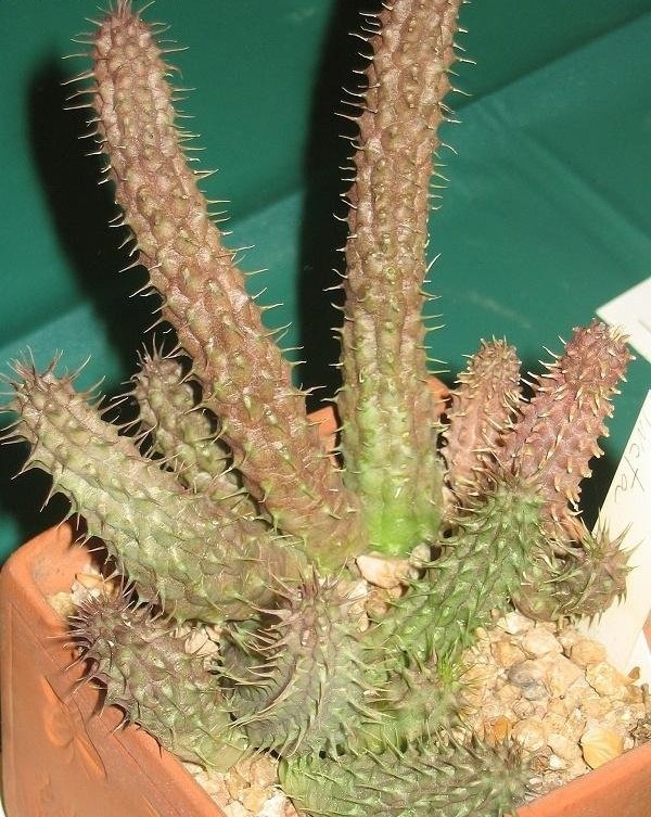 Ceropegia Natural Hybrid, Huernia