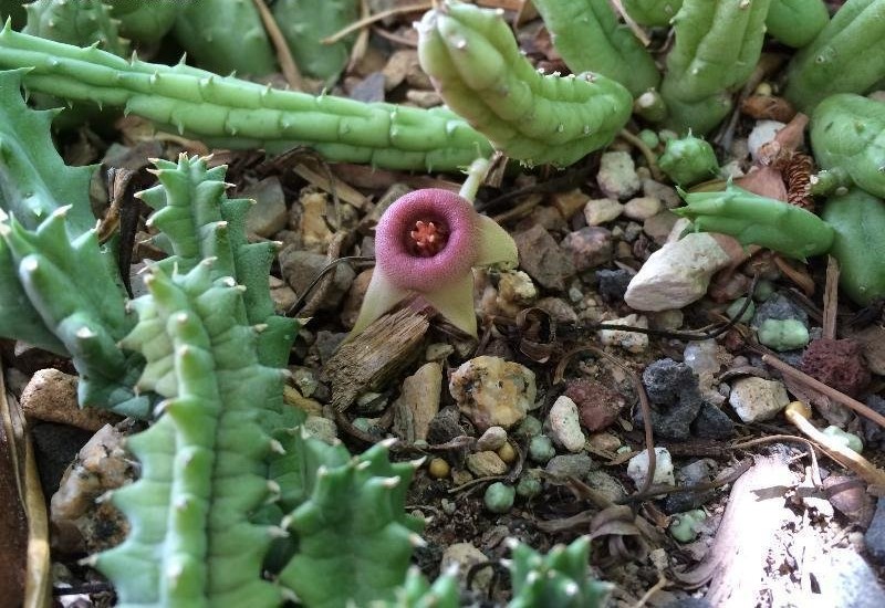Ceropegia procumbentior