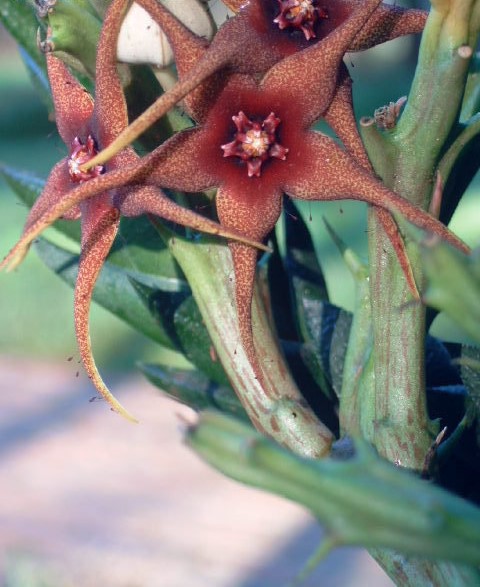 Ceropegia caudata subsp. caudata