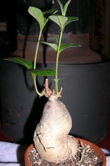Raphionacme Species
