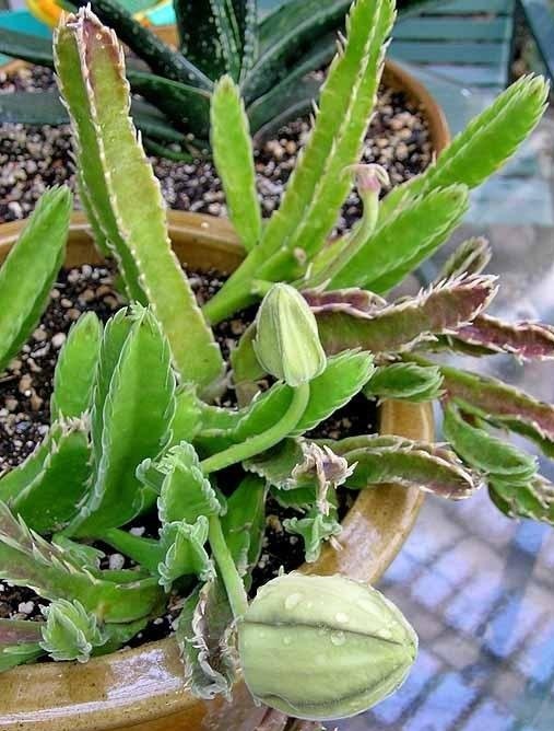 Ceropegia Species, Stapelia