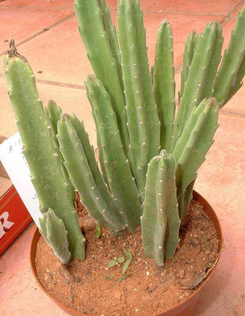 Ceropegia leendertziae