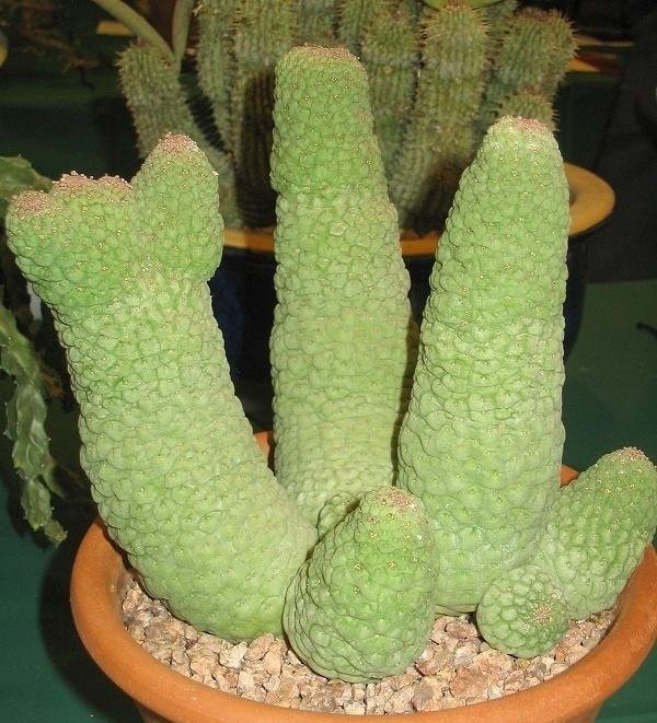 Ceropegia cactiformis