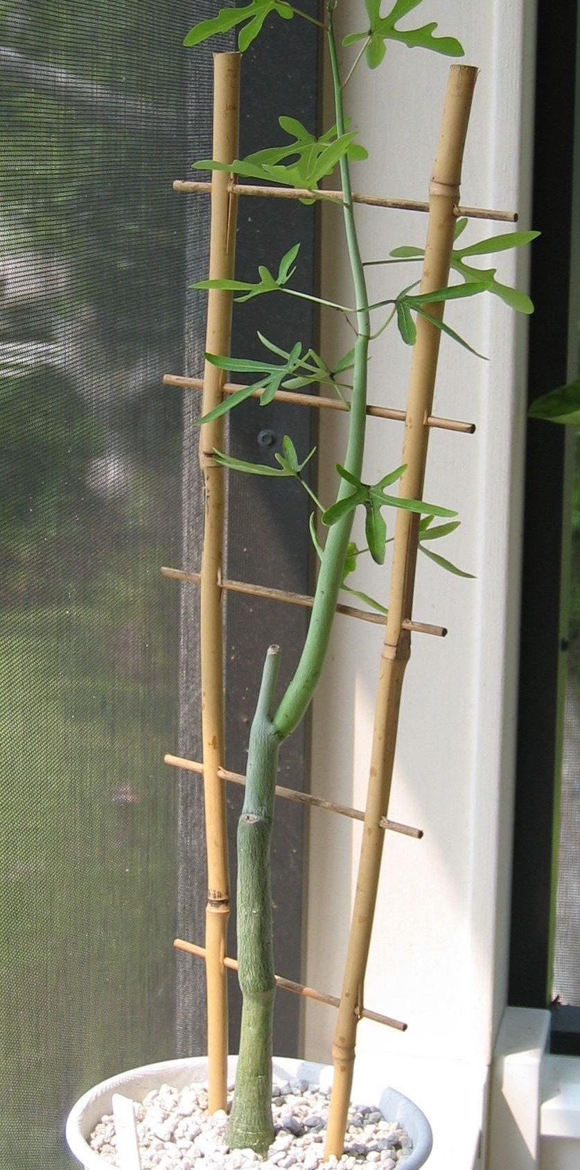 Adenia Species