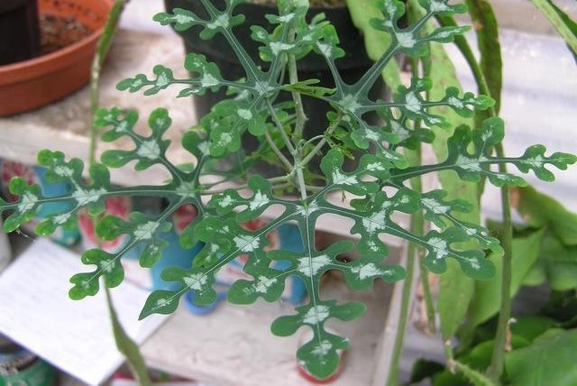 Adenia perrieri