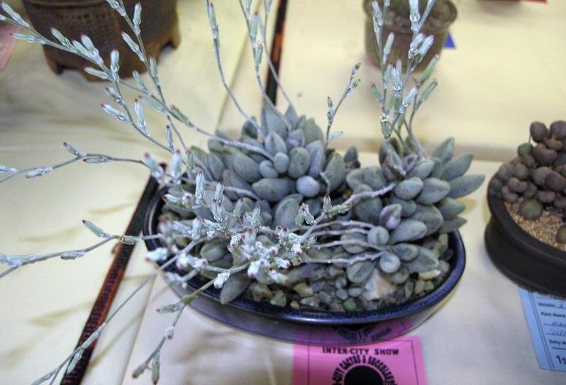 Adromischus marianiae var. immaculatus