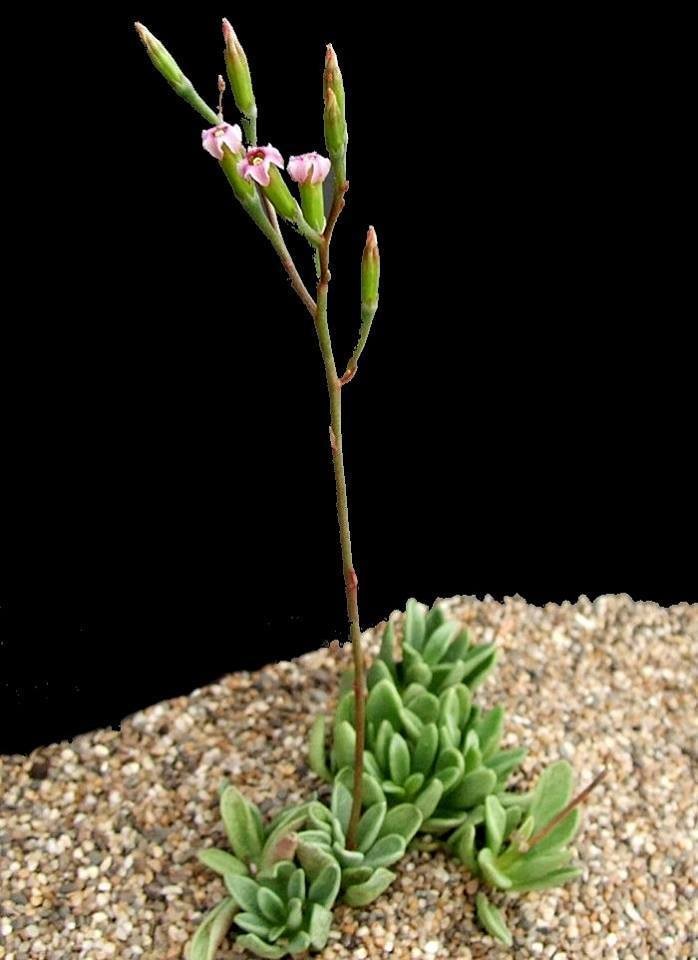 Adromischus fallax