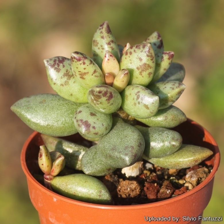 Adromischus roanianus