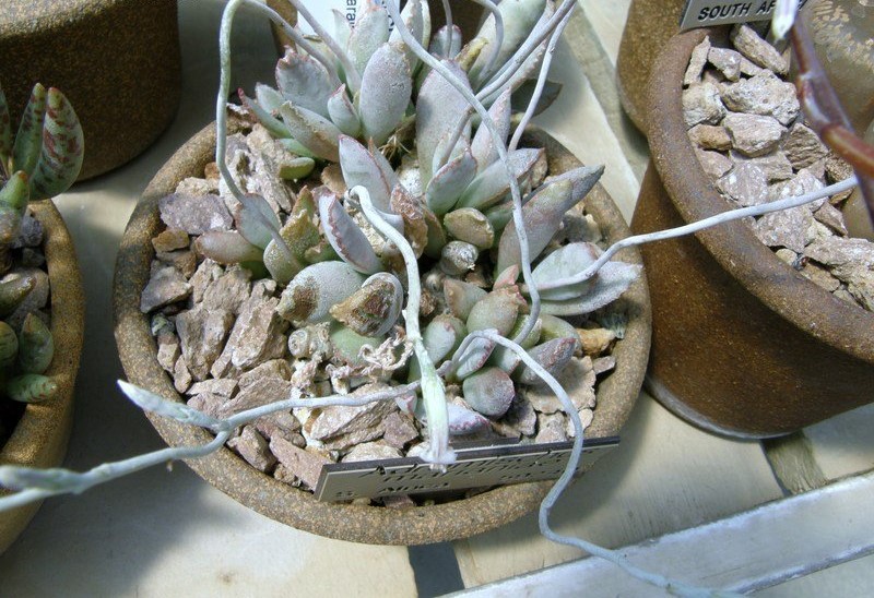 Adromischus schuldtianus