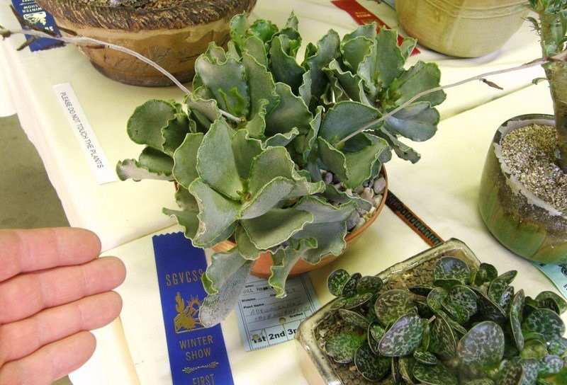 Adromischus sphenophyllus