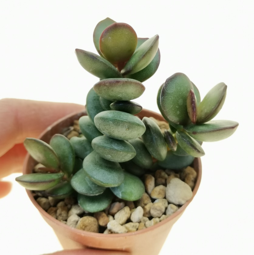 Adromischus subdistichus
