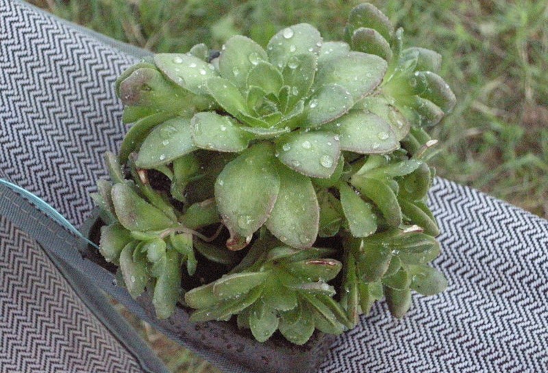 Aeonium glandulosum