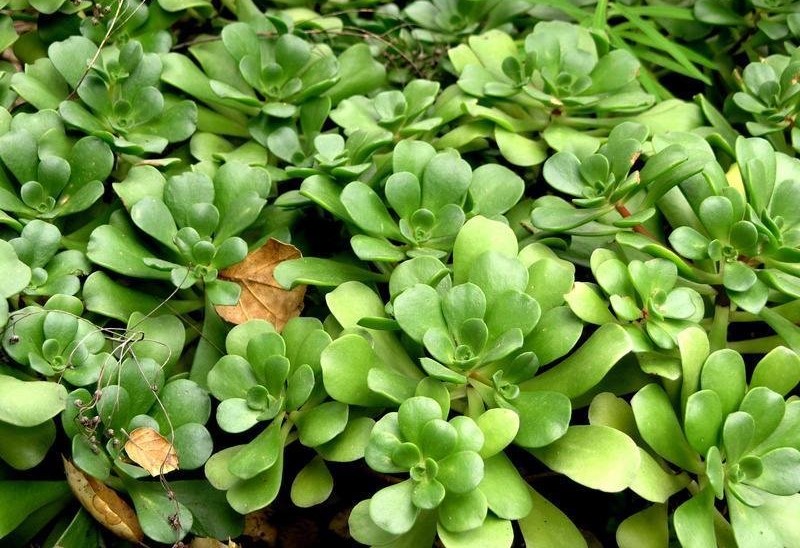 Aeonium lindleyi var. viscatum