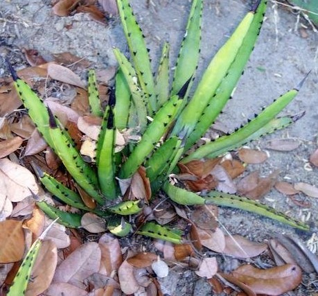 Agave karwinskii