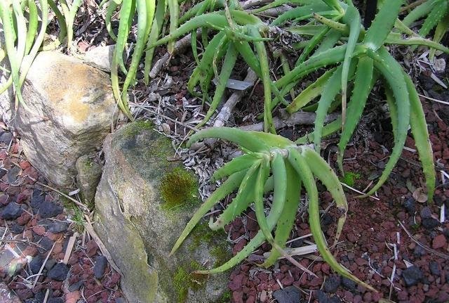 Aloe confusa