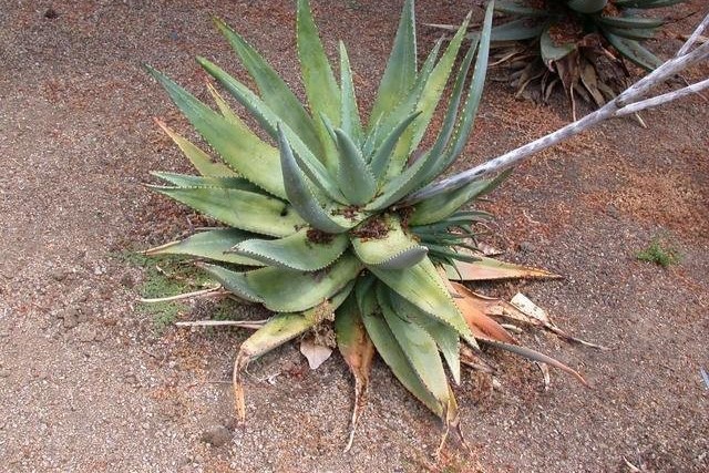 Aloe littoralis