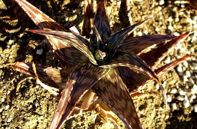 Aloe mcloughlinii