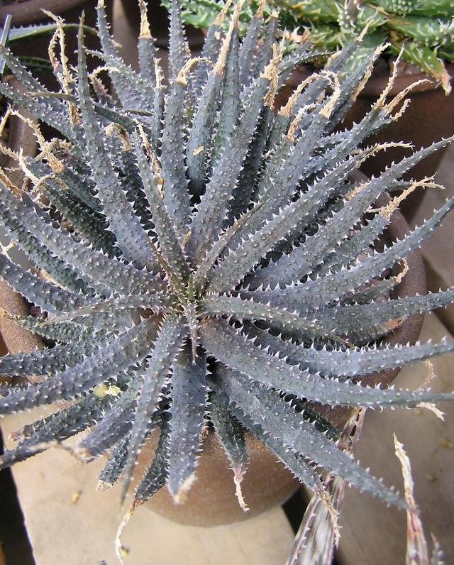 Aloe parvula