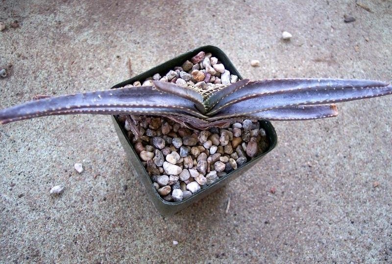 Aloe rugosquamosa