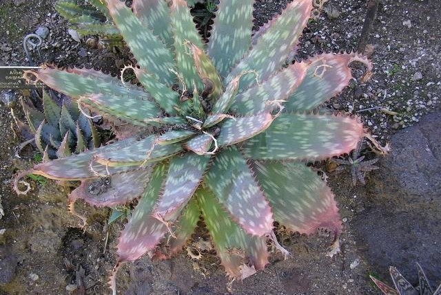 Aloe fosteri