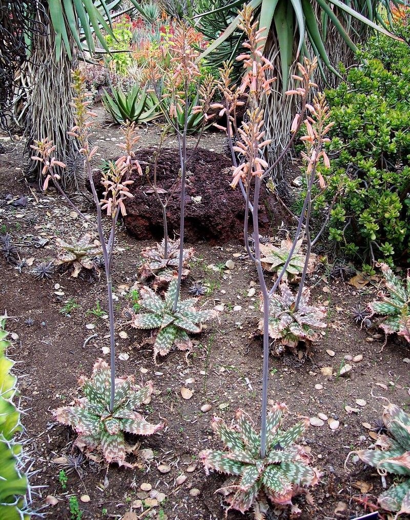 Aloe greatheadii