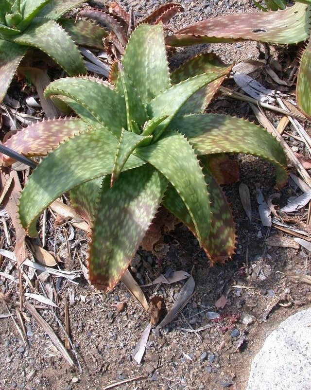 Aloe greatheadii var. davyana