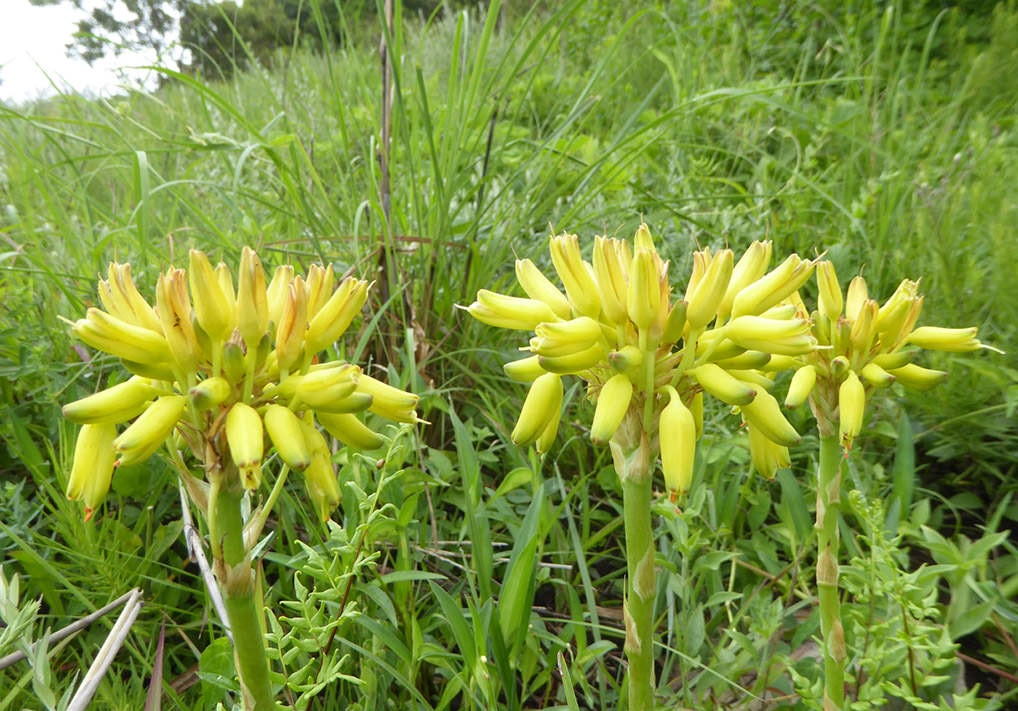 Aloe linearifolia