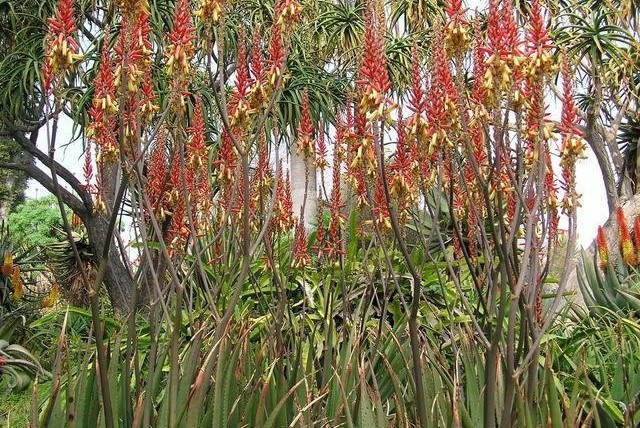 Aloe lutescens