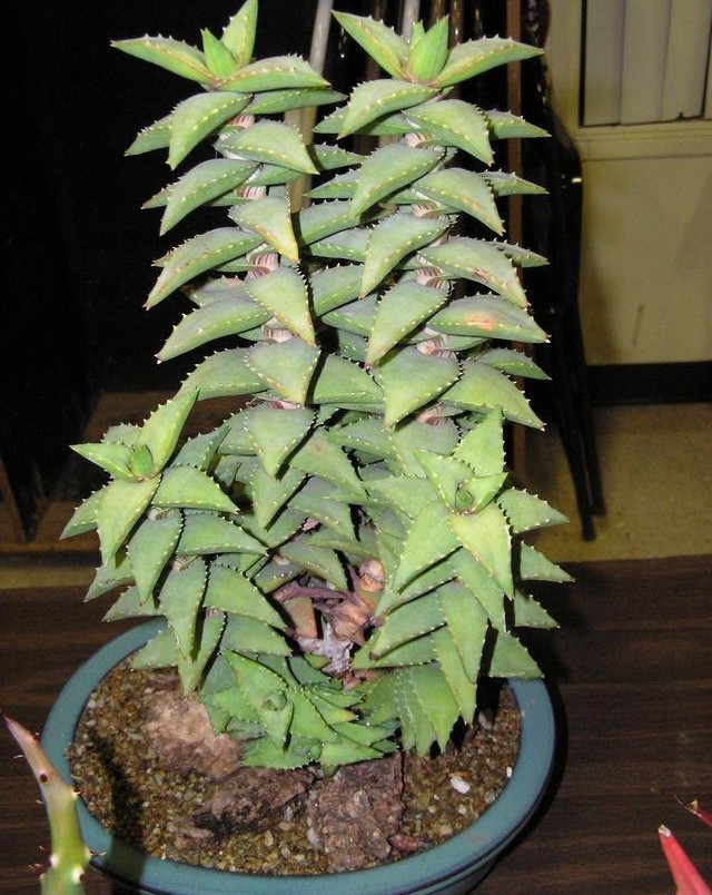 Aloe pearsonii