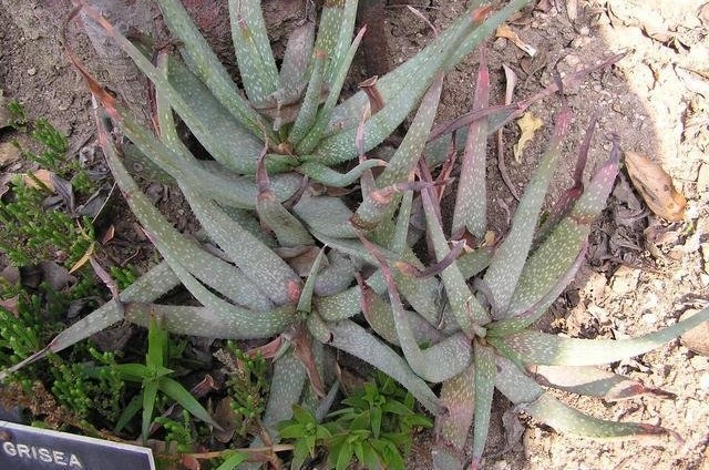 Aloe pictifolia
