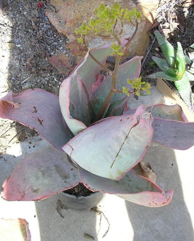Aloe reynoldsii
