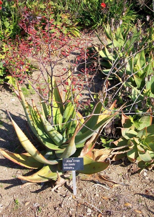 Aloe rivae