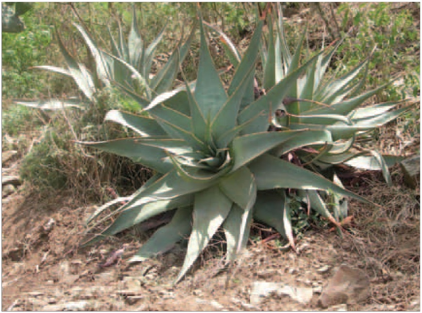 Aloe steudneri