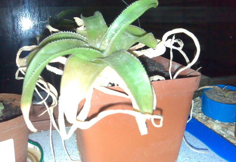 Aloe thompsoniae