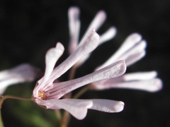 Ceropegia rubella