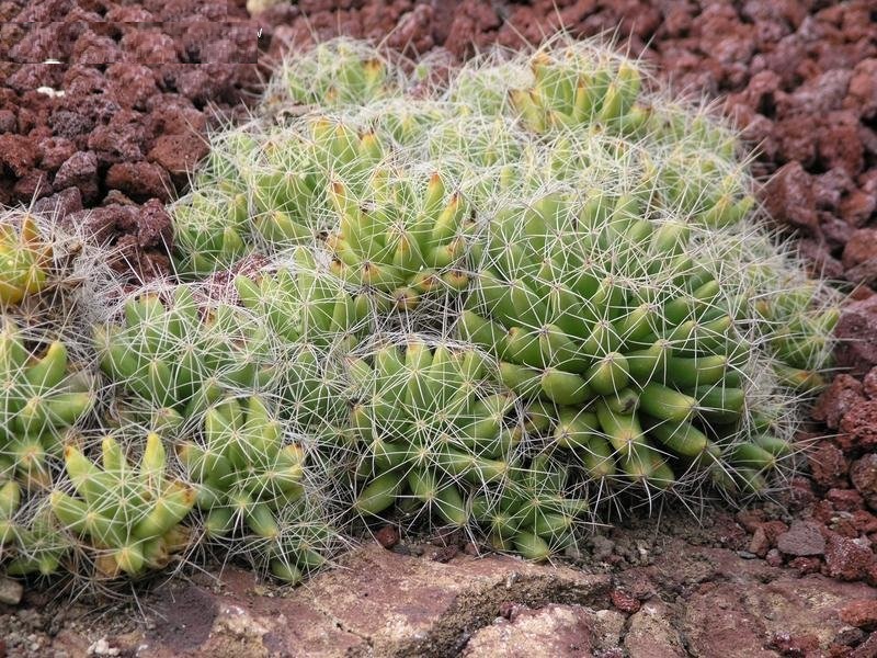 Mammillaria Species, Finger Cactus, Nipple Cactus, Pineapple Cactus