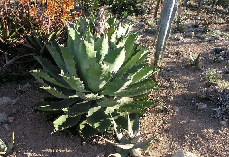 Agave Species, Dwarf Cowhorn, Century Plant, Maguey