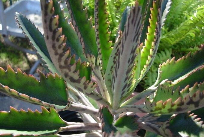 Kalanchoe Species, Magic Tower