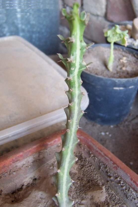 Euphorbia knuthii