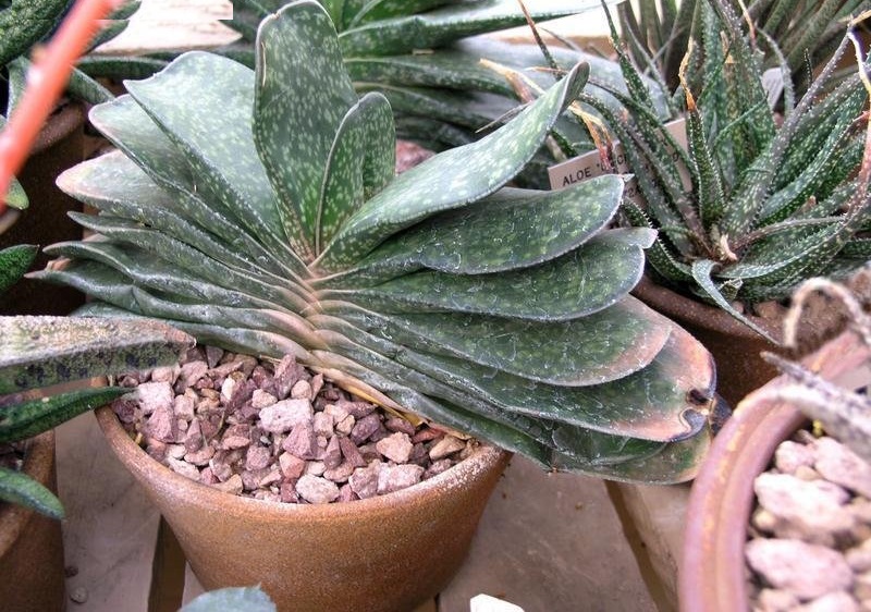 Gasteria Species, Klein Karoo Gasteria, Ox Tongue