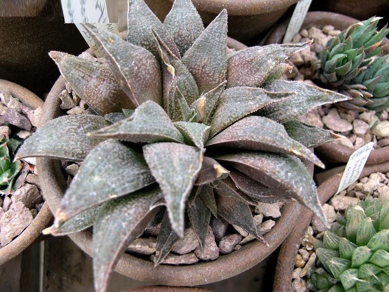 Haworthia Alligator