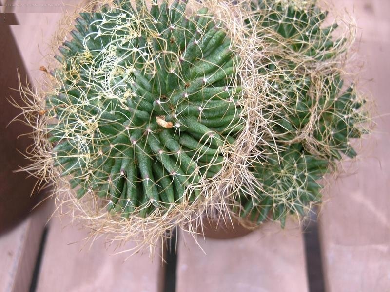 Birds Nest Mammillaria