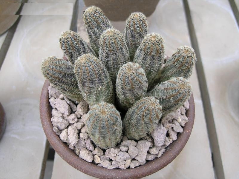 Rebutia orurensis